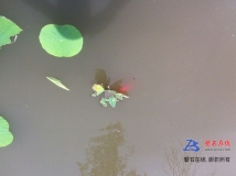 美寓琉森情定小鎮